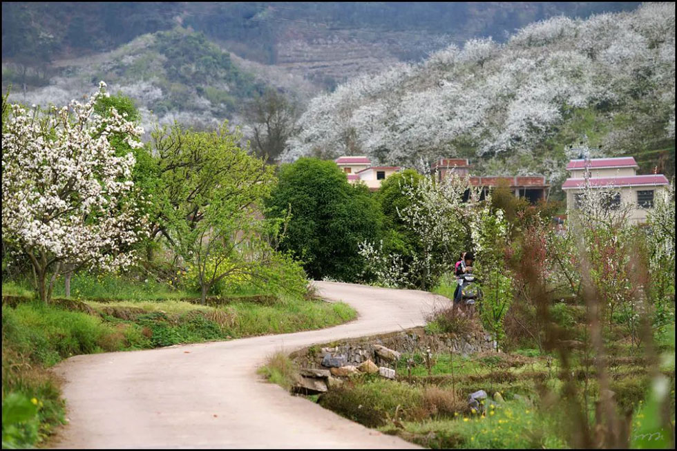 【春天,广西桂林灌阳县向您发出邀请!】我们在灌阳看梨花 - 游山玩水 - 三明生活社区 - 三明28生活网 sm.28life.com