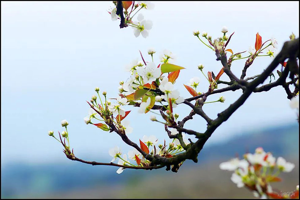 【春天,广西桂林灌阳县向您发出邀请!】我们在灌阳看梨花 - 游山玩水 - 三明生活社区 - 三明28生活网 sm.28life.com