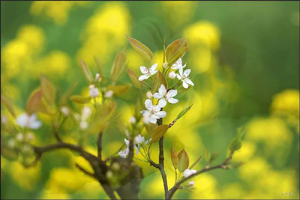 【春天,广西桂林灌阳县向您发出邀请!】我们在灌阳看梨花 - 游山玩水 - 三明生活社区 - 三明28生活网 sm.28life.com