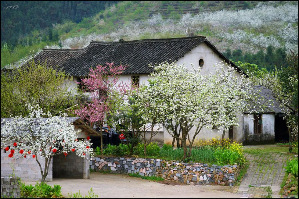 【春天,广西桂林灌阳县向您发出邀请!】我们在灌阳看梨花 - 游山玩水 - 三明生活社区 - 三明28生活网 sm.28life.com