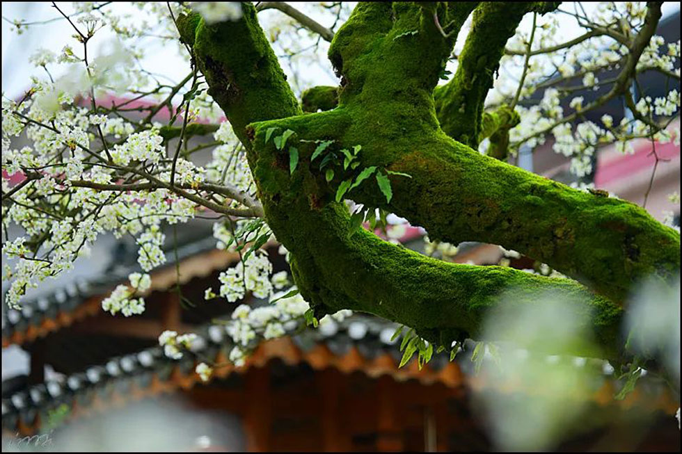 【春天,广西桂林灌阳县向您发出邀请!】我们在灌阳看梨花 - 游山玩水 - 三明生活社区 - 三明28生活网 sm.28life.com