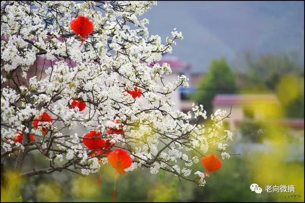 【春天,广西桂林灌阳县向您发出邀请!】我们在灌阳看梨花 - 游山玩水 - 三明生活社区 - 三明28生活网 sm.28life.com