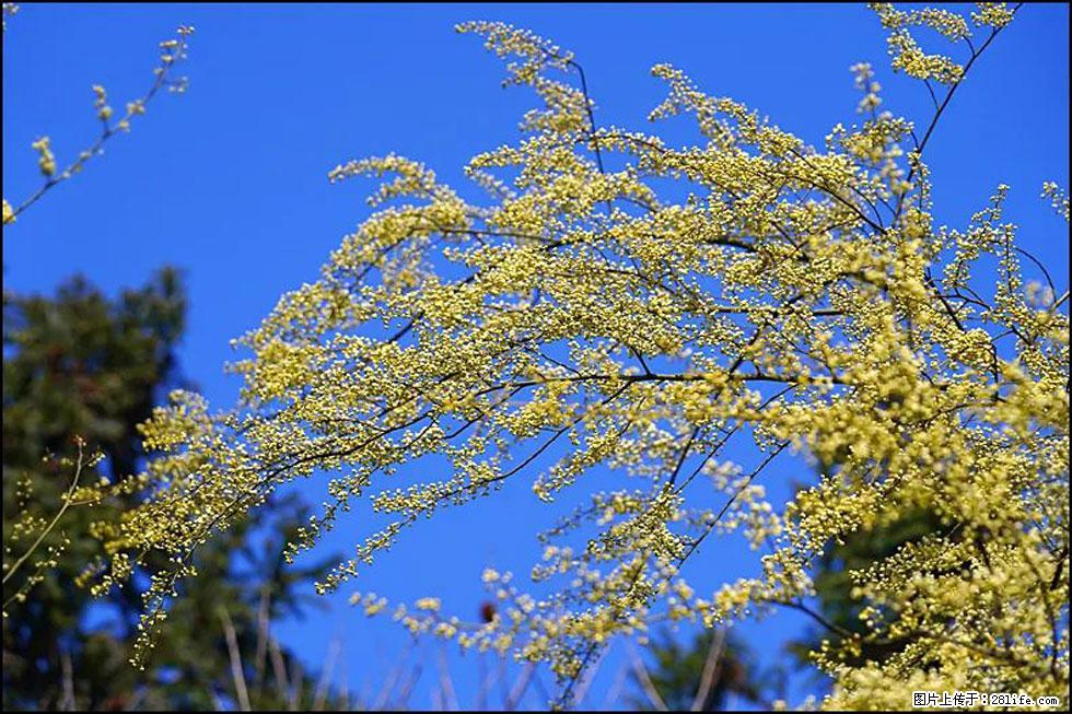 【春天,广西桂林灌阳县向您发出邀请!】米珠山前有片山苍子花在飘香 - 游山玩水 - 三明生活社区 - 三明28生活网 sm.28life.com