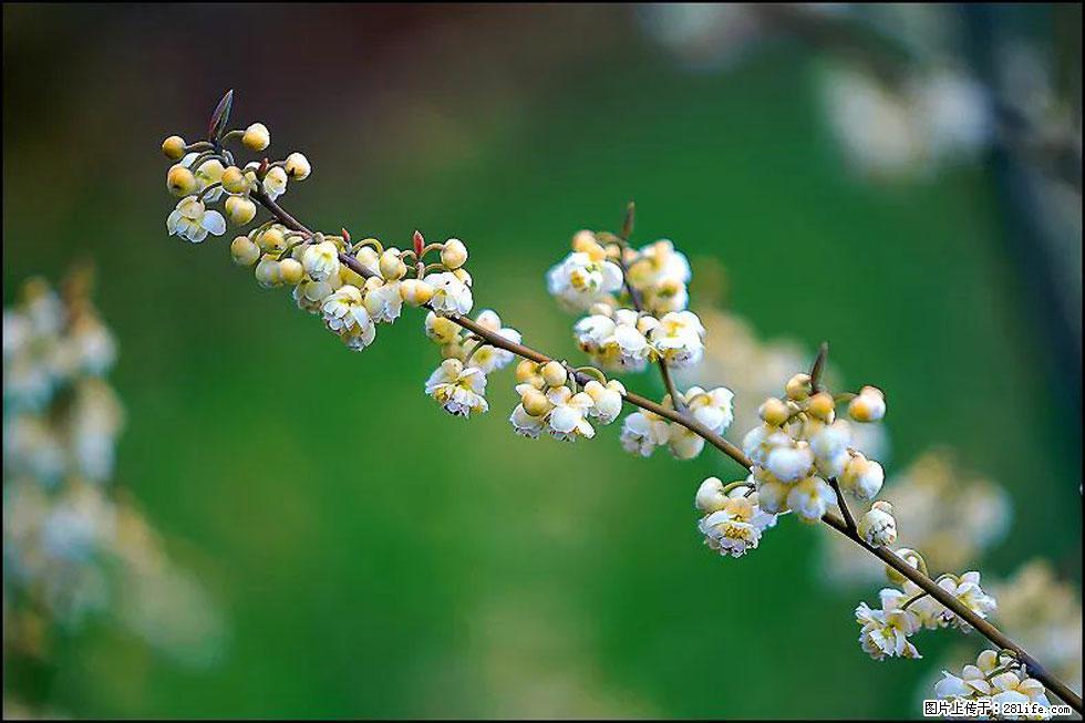 【春天,广西桂林灌阳县向您发出邀请!】米珠山前有片山苍子花在飘香 - 游山玩水 - 三明生活社区 - 三明28生活网 sm.28life.com