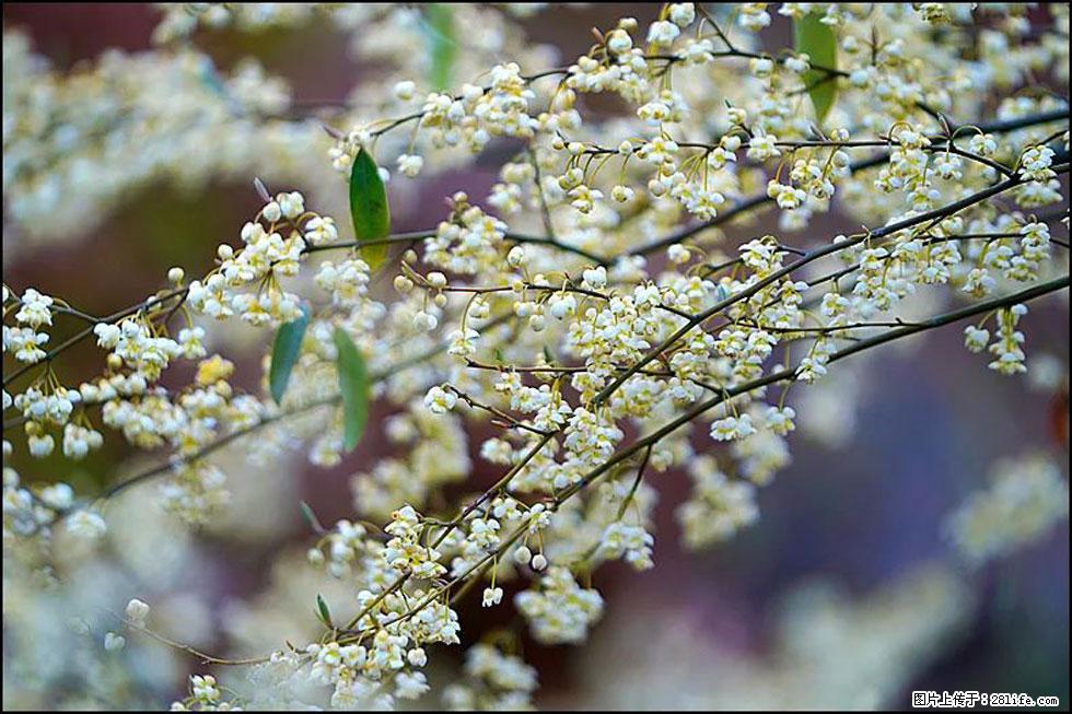 【春天,广西桂林灌阳县向您发出邀请!】米珠山前有片山苍子花在飘香 - 游山玩水 - 三明生活社区 - 三明28生活网 sm.28life.com