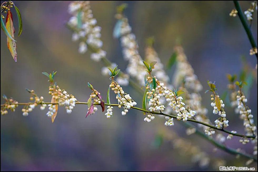 【春天,广西桂林灌阳县向您发出邀请!】米珠山前有片山苍子花在飘香 - 游山玩水 - 三明生活社区 - 三明28生活网 sm.28life.com