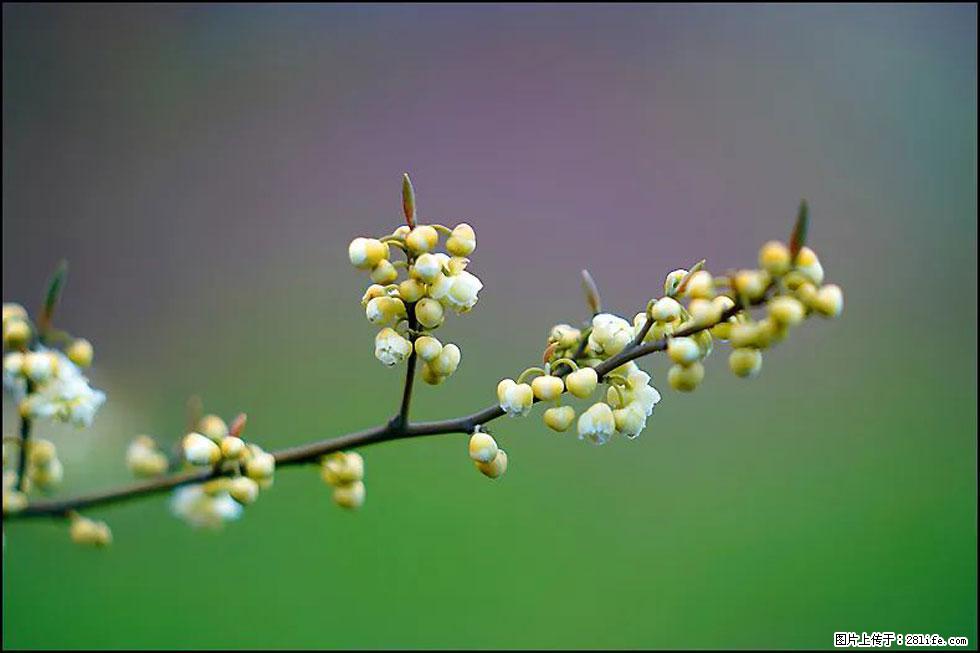 【春天,广西桂林灌阳县向您发出邀请!】米珠山前有片山苍子花在飘香 - 游山玩水 - 三明生活社区 - 三明28生活网 sm.28life.com