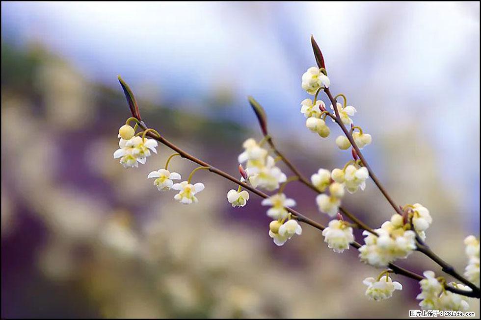 【春天,广西桂林灌阳县向您发出邀请!】米珠山前有片山苍子花在飘香 - 游山玩水 - 三明生活社区 - 三明28生活网 sm.28life.com
