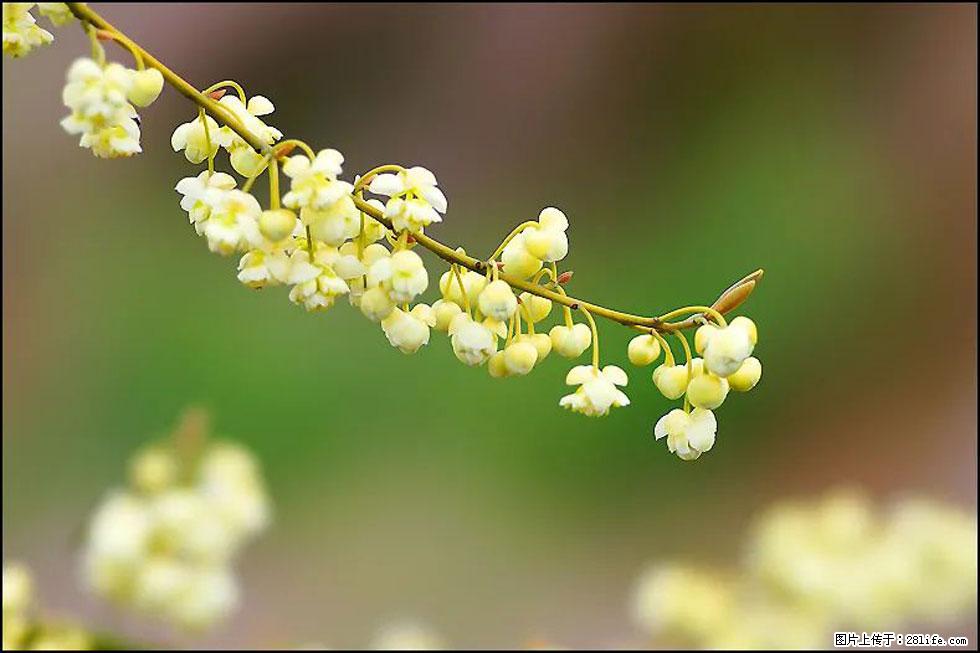 【春天,广西桂林灌阳县向您发出邀请!】米珠山前有片山苍子花在飘香 - 游山玩水 - 三明生活社区 - 三明28生活网 sm.28life.com