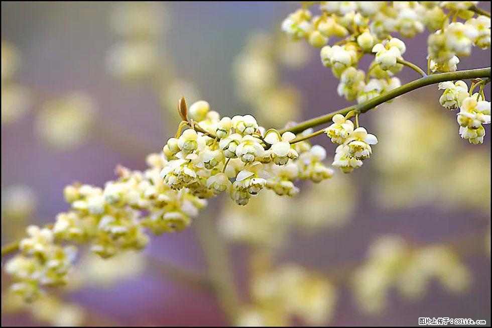 【春天,广西桂林灌阳县向您发出邀请!】米珠山前有片山苍子花在飘香 - 游山玩水 - 三明生活社区 - 三明28生活网 sm.28life.com