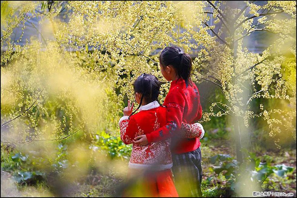 【春天,广西桂林灌阳县向您发出邀请!】米珠山前有片山苍子花在飘香 - 游山玩水 - 三明生活社区 - 三明28生活网 sm.28life.com