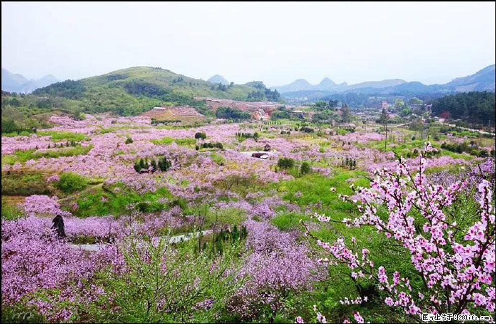 【春天,广西桂林灌阳县向您发出邀请!】官庄村有个醉美的桃花园 - 游山玩水 - 三明生活社区 - 三明28生活网 sm.28life.com
