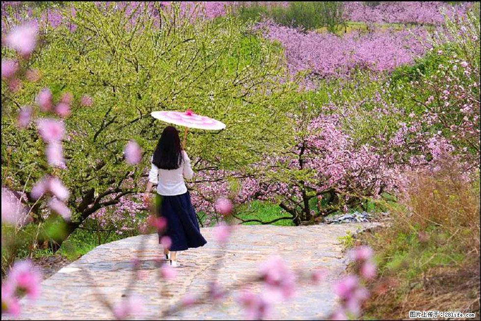 【春天,广西桂林灌阳县向您发出邀请!】官庄村有个醉美的桃花园 - 游山玩水 - 三明生活社区 - 三明28生活网 sm.28life.com