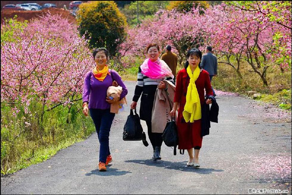 【春天,广西桂林灌阳县向您发出邀请!】官庄村有个醉美的桃花园 - 游山玩水 - 三明生活社区 - 三明28生活网 sm.28life.com