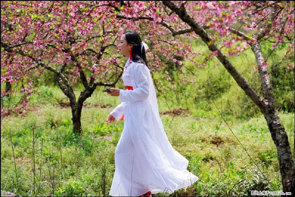 【春天,广西桂林灌阳县向您发出邀请!】官庄村有个醉美的桃花园 - 游山玩水 - 三明生活社区 - 三明28生活网 sm.28life.com