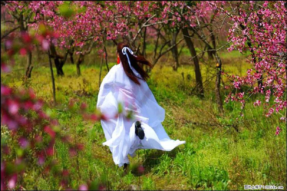 【春天,广西桂林灌阳县向您发出邀请!】官庄村有个醉美的桃花园 - 游山玩水 - 三明生活社区 - 三明28生活网 sm.28life.com