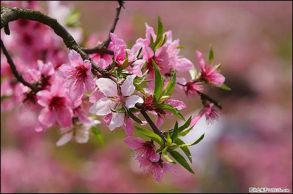 【春天,广西桂林灌阳县向您发出邀请!】官庄村有个醉美的桃花园 - 游山玩水 - 三明生活社区 - 三明28生活网 sm.28life.com