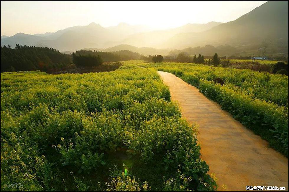 【春天,广西桂林灌阳县向您发出邀请!】长坪村油菜盛情花开 - 游山玩水 - 三明生活社区 - 三明28生活网 sm.28life.com