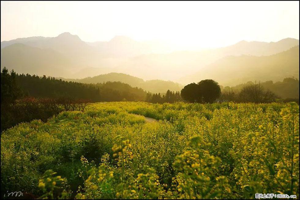 【春天,广西桂林灌阳县向您发出邀请!】长坪村油菜盛情花开 - 游山玩水 - 三明生活社区 - 三明28生活网 sm.28life.com