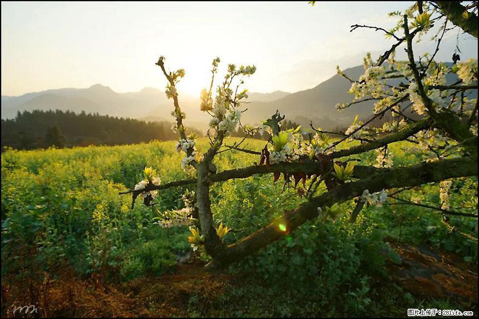 【春天,广西桂林灌阳县向您发出邀请!】长坪村油菜盛情花开 - 游山玩水 - 三明生活社区 - 三明28生活网 sm.28life.com