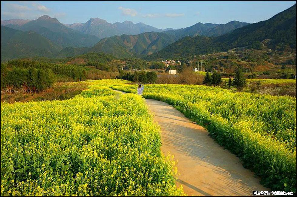 【春天,广西桂林灌阳县向您发出邀请!】长坪村油菜盛情花开 - 游山玩水 - 三明生活社区 - 三明28生活网 sm.28life.com