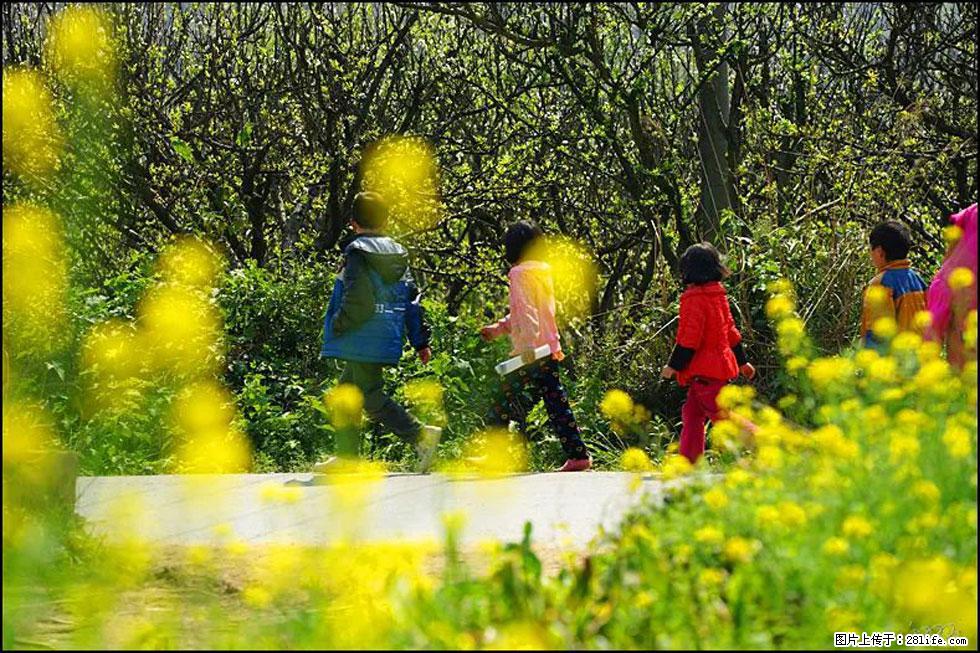 【春天,广西桂林灌阳县向您发出邀请!】长坪村油菜盛情花开 - 游山玩水 - 三明生活社区 - 三明28生活网 sm.28life.com