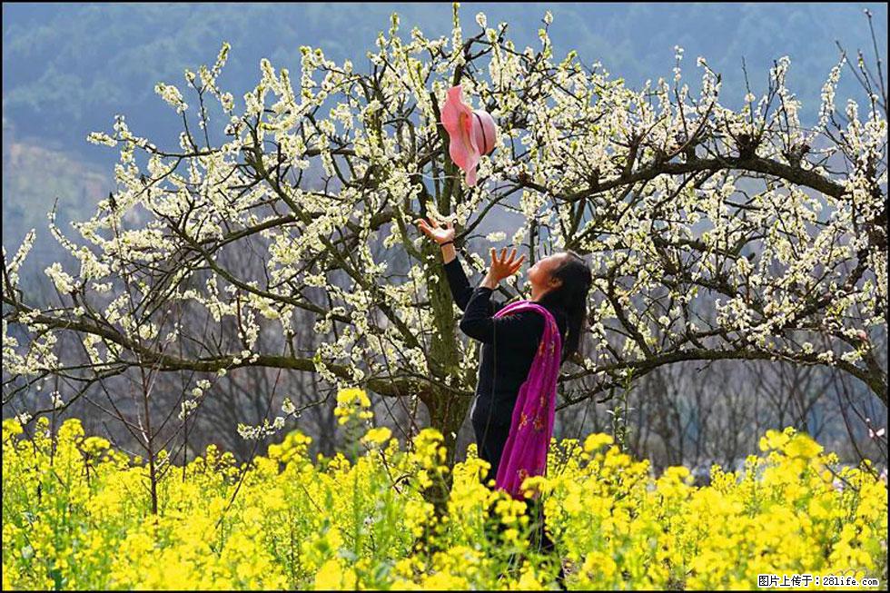 【春天,广西桂林灌阳县向您发出邀请!】长坪村油菜盛情花开 - 游山玩水 - 三明生活社区 - 三明28生活网 sm.28life.com