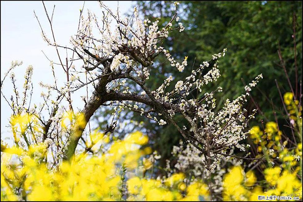 【春天,广西桂林灌阳县向您发出邀请!】长坪村油菜盛情花开 - 游山玩水 - 三明生活社区 - 三明28生活网 sm.28life.com
