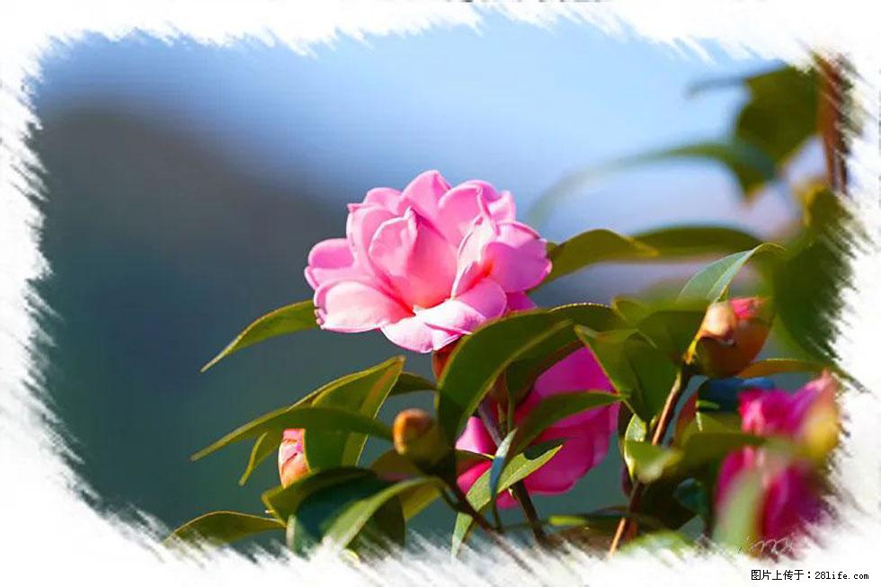 【春天,广西桂林灌阳县向您发出邀请!】杨柳井茶花惹人爱 - 游山玩水 - 三明生活社区 - 三明28生活网 sm.28life.com