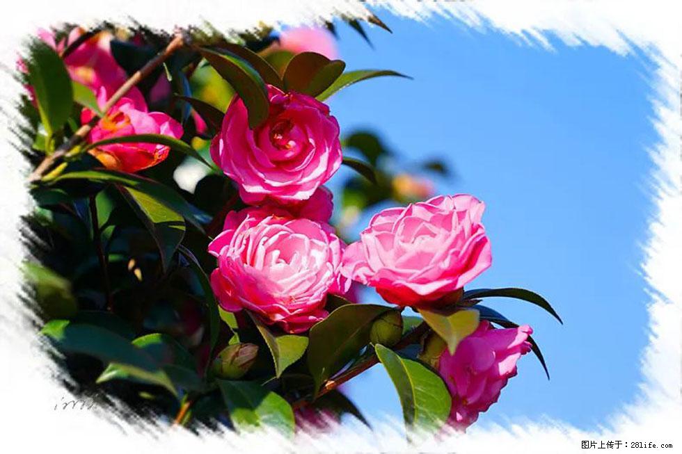 【春天,广西桂林灌阳县向您发出邀请!】杨柳井茶花惹人爱 - 游山玩水 - 三明生活社区 - 三明28生活网 sm.28life.com