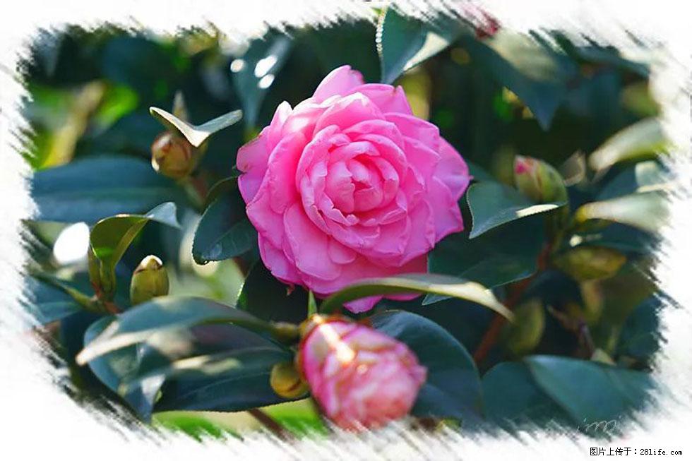 【春天,广西桂林灌阳县向您发出邀请!】杨柳井茶花惹人爱 - 游山玩水 - 三明生活社区 - 三明28生活网 sm.28life.com