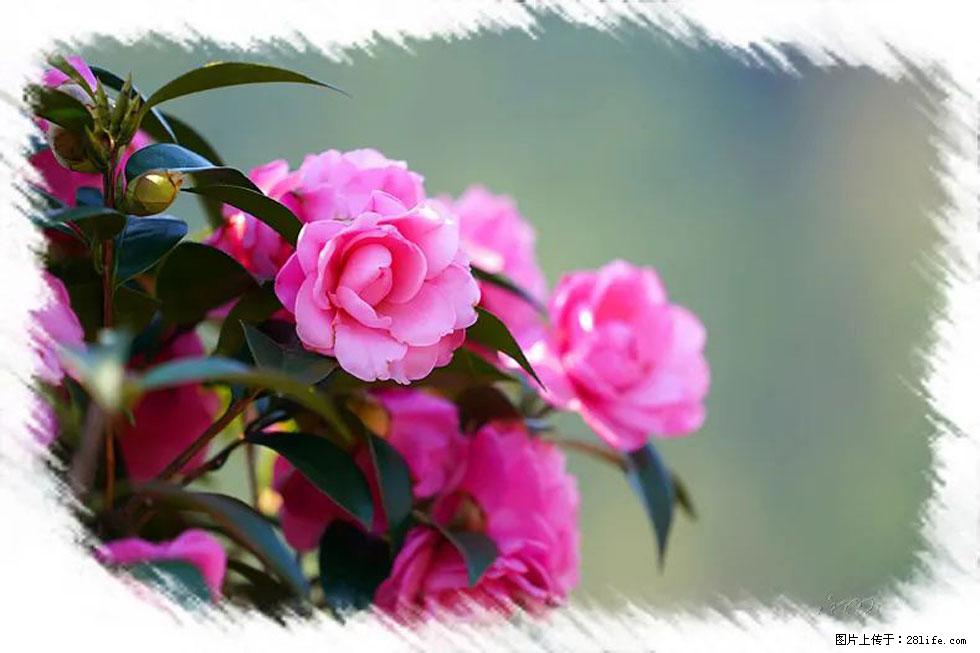 【春天,广西桂林灌阳县向您发出邀请!】杨柳井茶花惹人爱 - 游山玩水 - 三明生活社区 - 三明28生活网 sm.28life.com