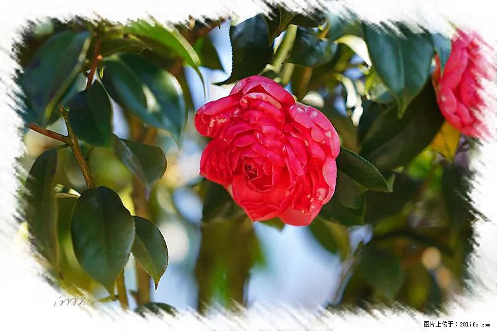 【春天,广西桂林灌阳县向您发出邀请!】杨柳井茶花惹人爱 - 游山玩水 - 三明生活社区 - 三明28生活网 sm.28life.com