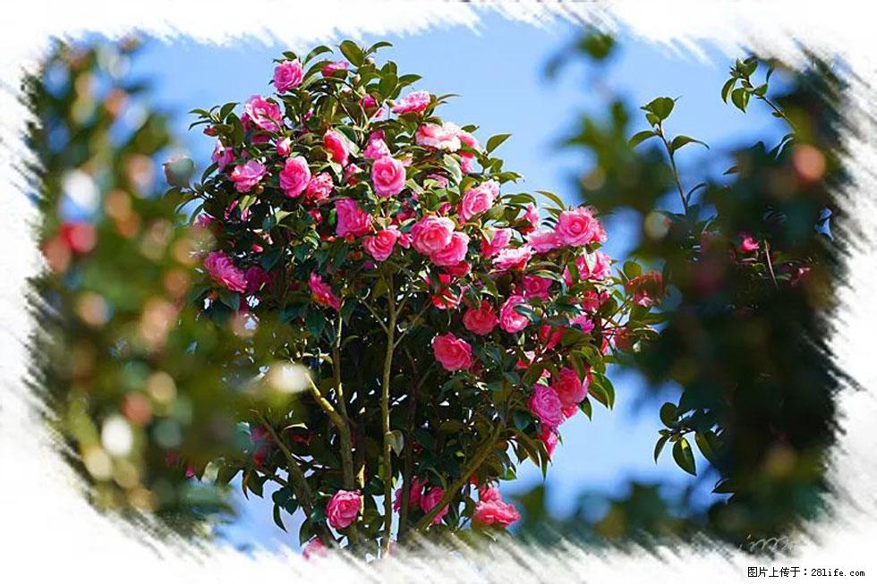 【春天,广西桂林灌阳县向您发出邀请!】杨柳井茶花惹人爱 - 游山玩水 - 三明生活社区 - 三明28生活网 sm.28life.com