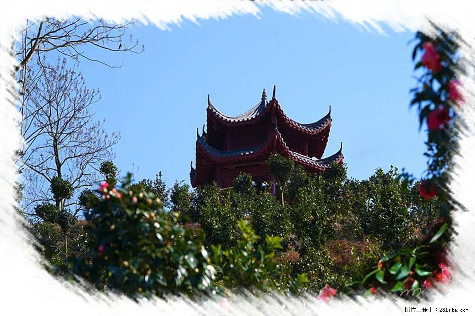 【春天,广西桂林灌阳县向您发出邀请!】杨柳井茶花惹人爱 - 游山玩水 - 三明生活社区 - 三明28生活网 sm.28life.com