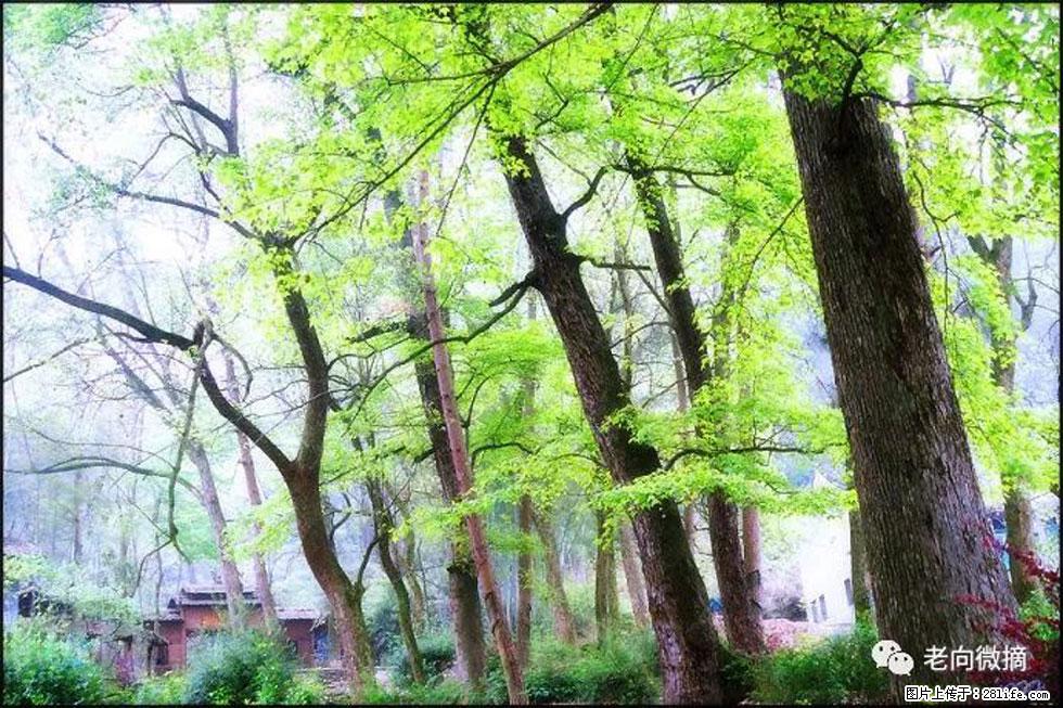 【春天,广西桂林灌阳县向您发出邀请!】在小龙村与春天约会 - 游山玩水 - 三明生活社区 - 三明28生活网 sm.28life.com