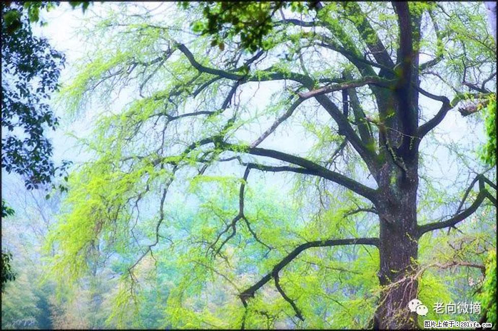 【春天,广西桂林灌阳县向您发出邀请!】在小龙村与春天约会 - 游山玩水 - 三明生活社区 - 三明28生活网 sm.28life.com