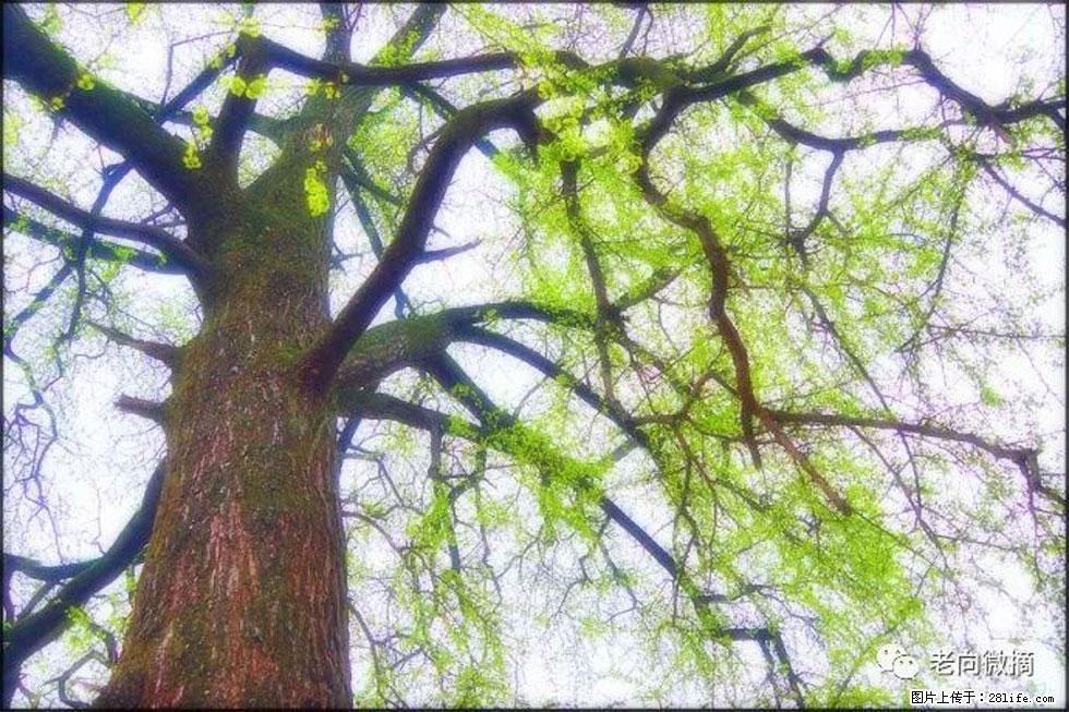 【春天,广西桂林灌阳县向您发出邀请!】在小龙村与春天约会 - 游山玩水 - 三明生活社区 - 三明28生活网 sm.28life.com