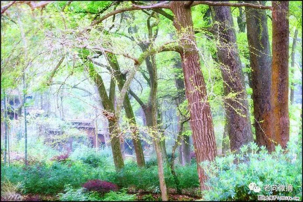 【春天,广西桂林灌阳县向您发出邀请!】在小龙村与春天约会 - 游山玩水 - 三明生活社区 - 三明28生活网 sm.28life.com