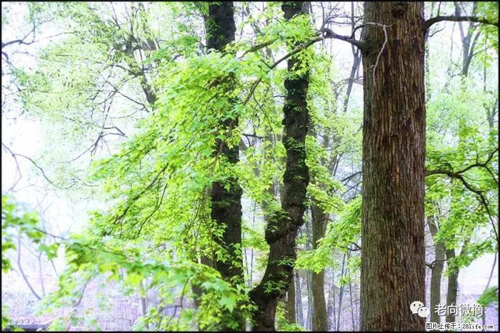 【春天,广西桂林灌阳县向您发出邀请!】在小龙村与春天约会 - 游山玩水 - 三明生活社区 - 三明28生活网 sm.28life.com