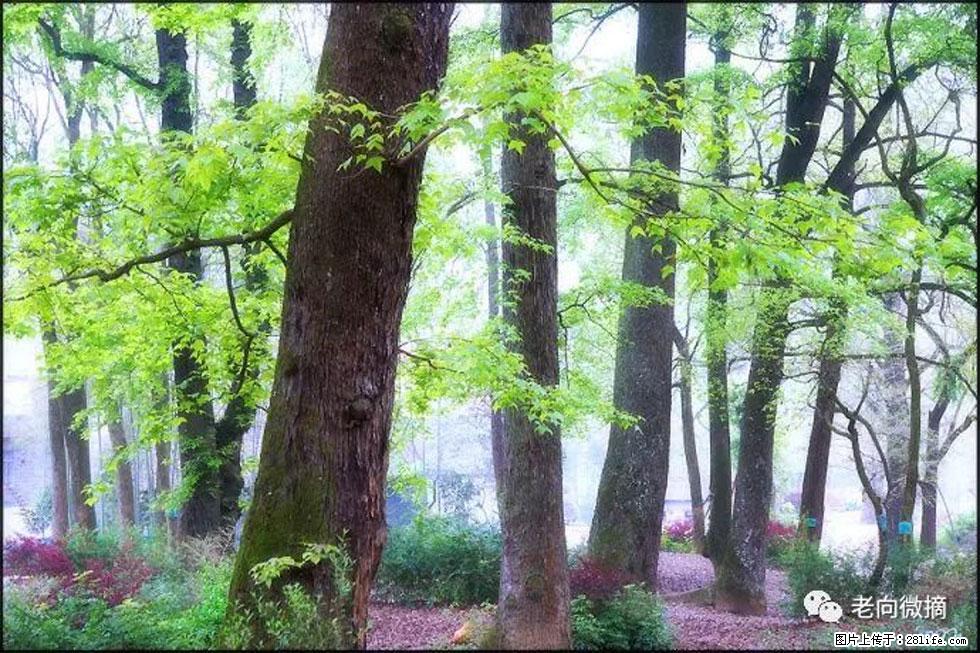 【春天,广西桂林灌阳县向您发出邀请!】在小龙村与春天约会 - 游山玩水 - 三明生活社区 - 三明28生活网 sm.28life.com