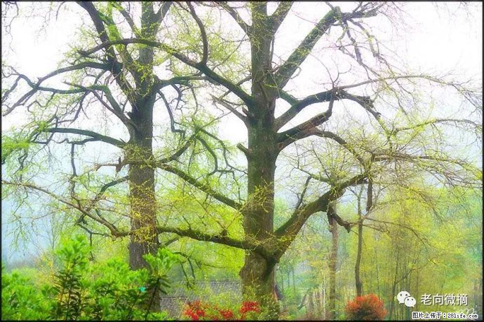 【春天,广西桂林灌阳县向您发出邀请!】在小龙村与春天约会 - 游山玩水 - 三明生活社区 - 三明28生活网 sm.28life.com