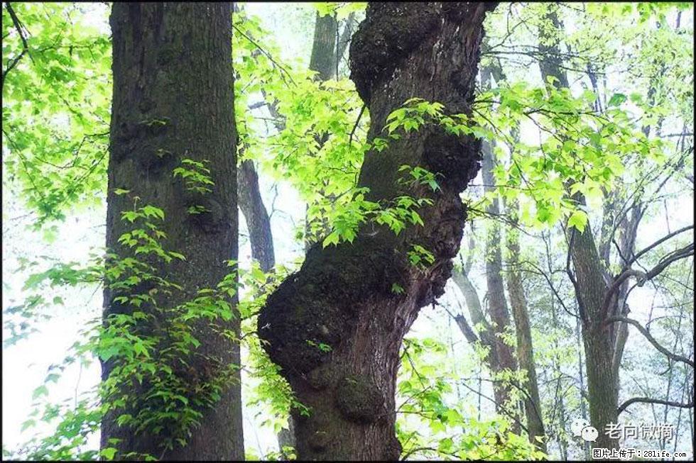 【春天,广西桂林灌阳县向您发出邀请!】在小龙村与春天约会 - 游山玩水 - 三明生活社区 - 三明28生活网 sm.28life.com