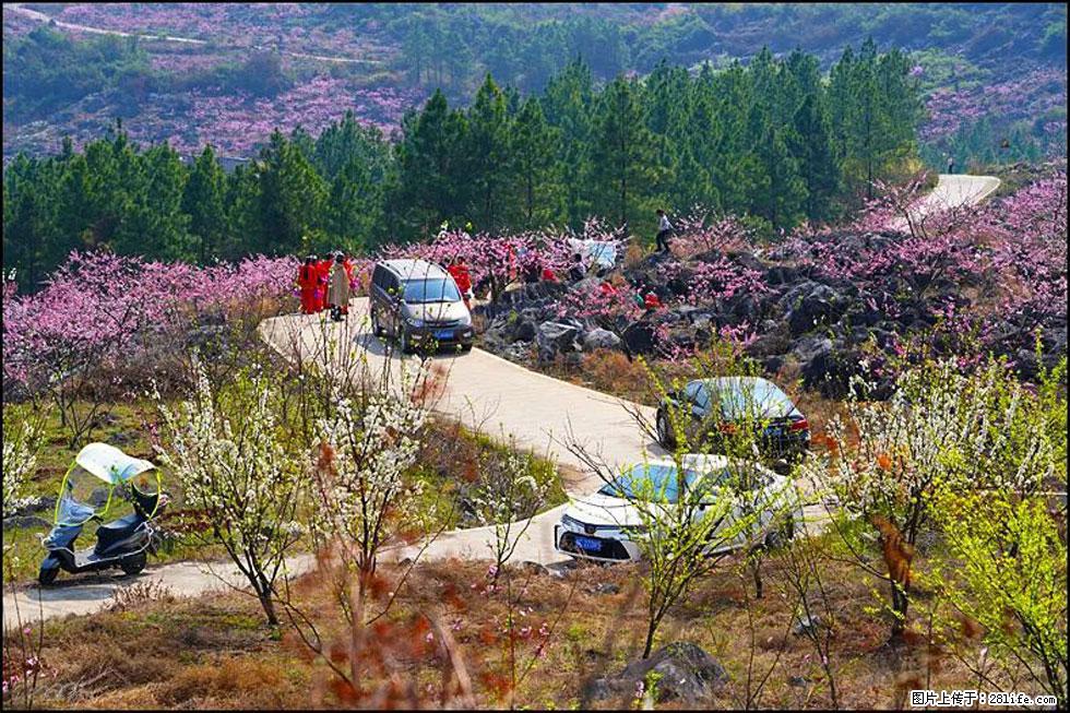 【春天,广西桂林灌阳县向您发出邀请!】望月岭上桃花开 - 游山玩水 - 三明生活社区 - 三明28生活网 sm.28life.com