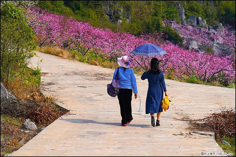 【春天,广西桂林灌阳县向您发出邀请!】望月岭上桃花开 - 游山玩水 - 三明生活社区 - 三明28生活网 sm.28life.com
