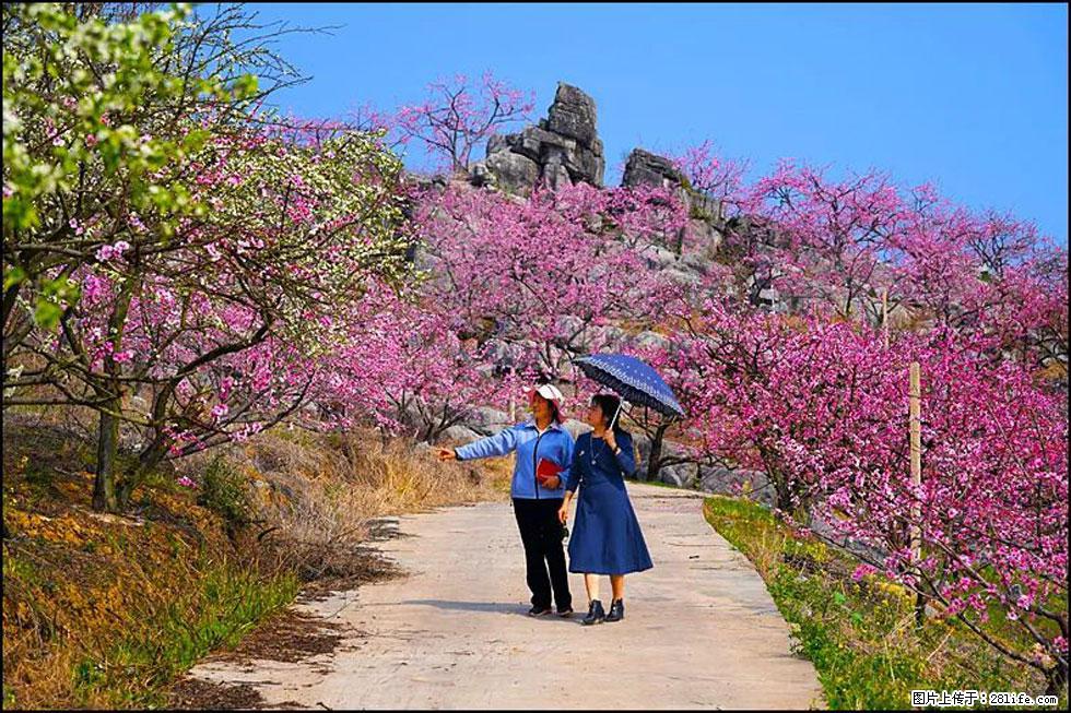【春天,广西桂林灌阳县向您发出邀请!】望月岭上桃花开 - 游山玩水 - 三明生活社区 - 三明28生活网 sm.28life.com