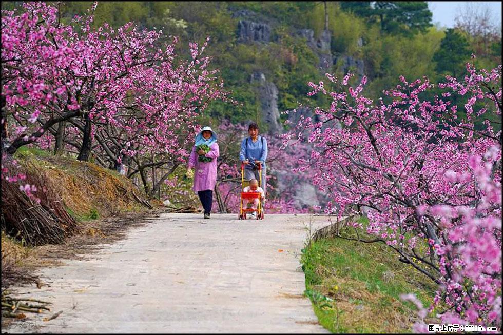 【春天,广西桂林灌阳县向您发出邀请!】望月岭上桃花开 - 游山玩水 - 三明生活社区 - 三明28生活网 sm.28life.com