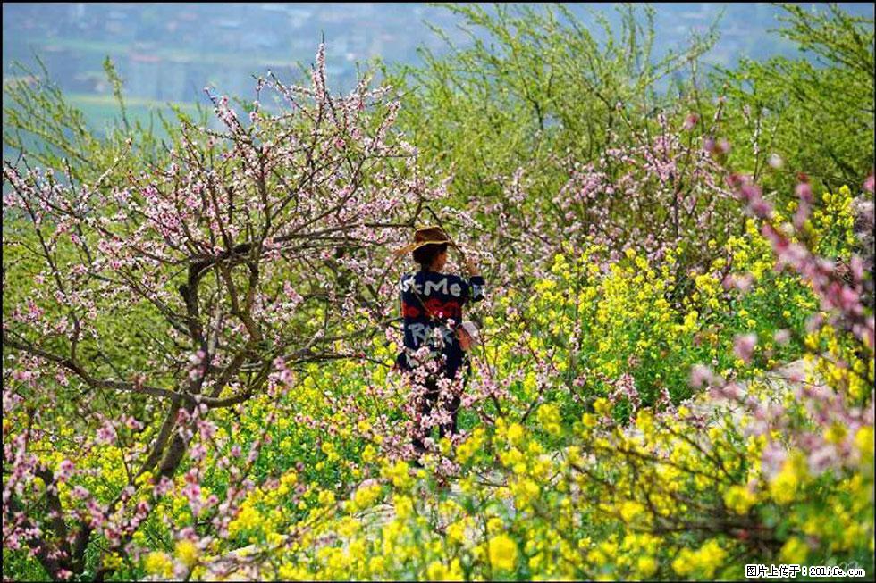 【春天,广西桂林灌阳县向您发出邀请!】望月岭上桃花开 - 游山玩水 - 三明生活社区 - 三明28生活网 sm.28life.com