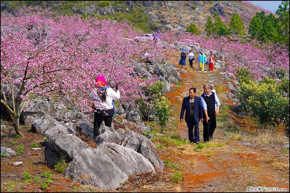 【春天,广西桂林灌阳县向您发出邀请!】望月岭上桃花开 - 游山玩水 - 三明生活社区 - 三明28生活网 sm.28life.com