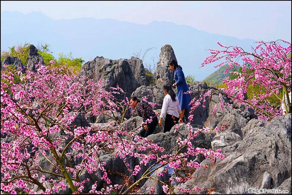 【春天,广西桂林灌阳县向您发出邀请!】望月岭上桃花开 - 游山玩水 - 三明生活社区 - 三明28生活网 sm.28life.com